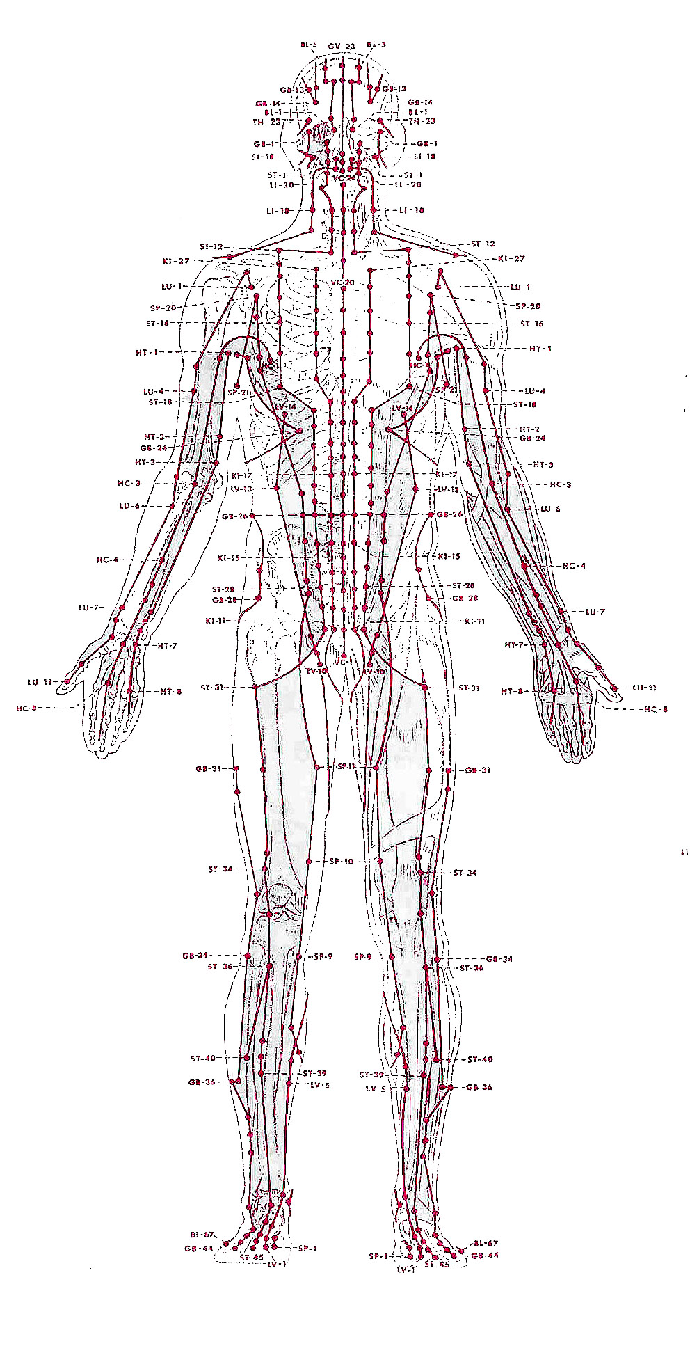 Diagram of acupuncture points